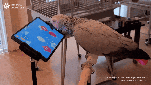 不愤怒的小鸟：鹦鹉也爱玩平板