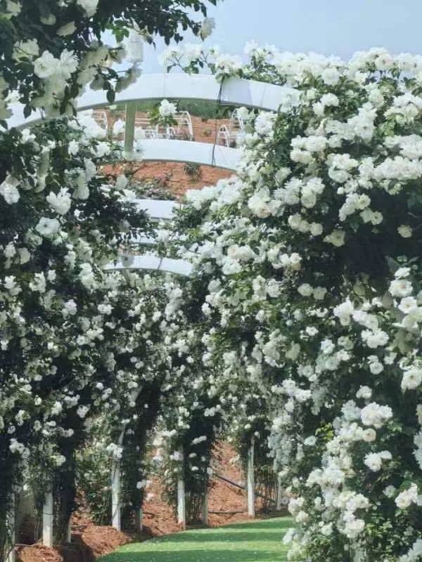 宜良樱花谷月季庄园来啦百种月季开趴花墙花拱门花隧道等你来嗨