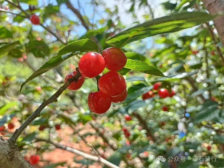 瓦恭的樱桃熟了