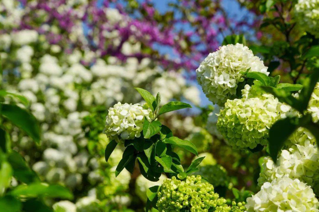 的木绣球每年的这个时候温江 · 红枫基地01成都这些地方已限定"上线"