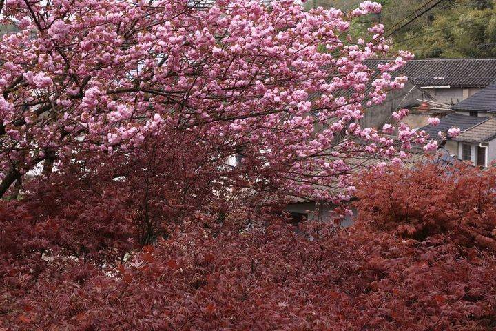 晚潮|上马岗上看樱花