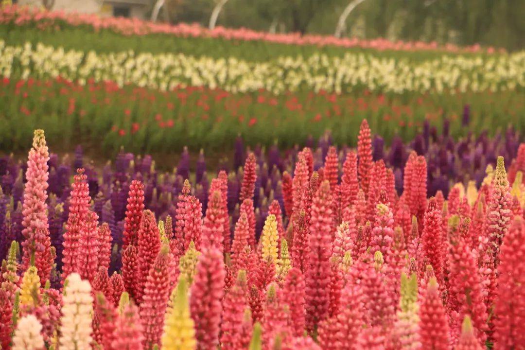 大片的鲁冰花,虞美人