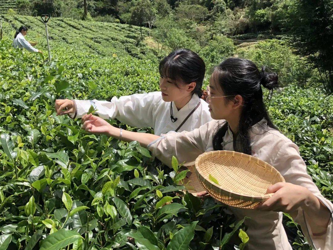 上春山采春茶快来品尝春天的味道