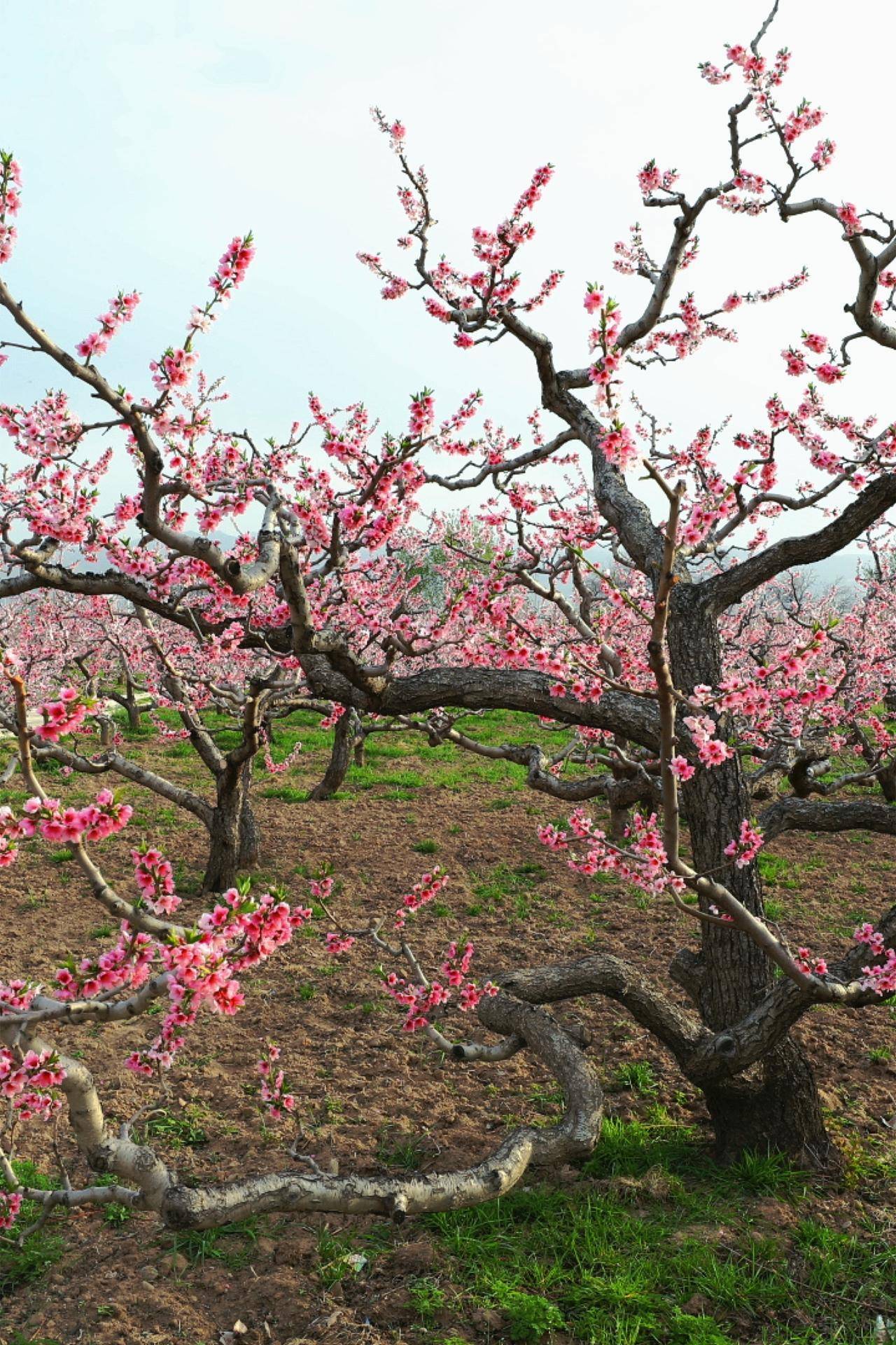 金城花开时