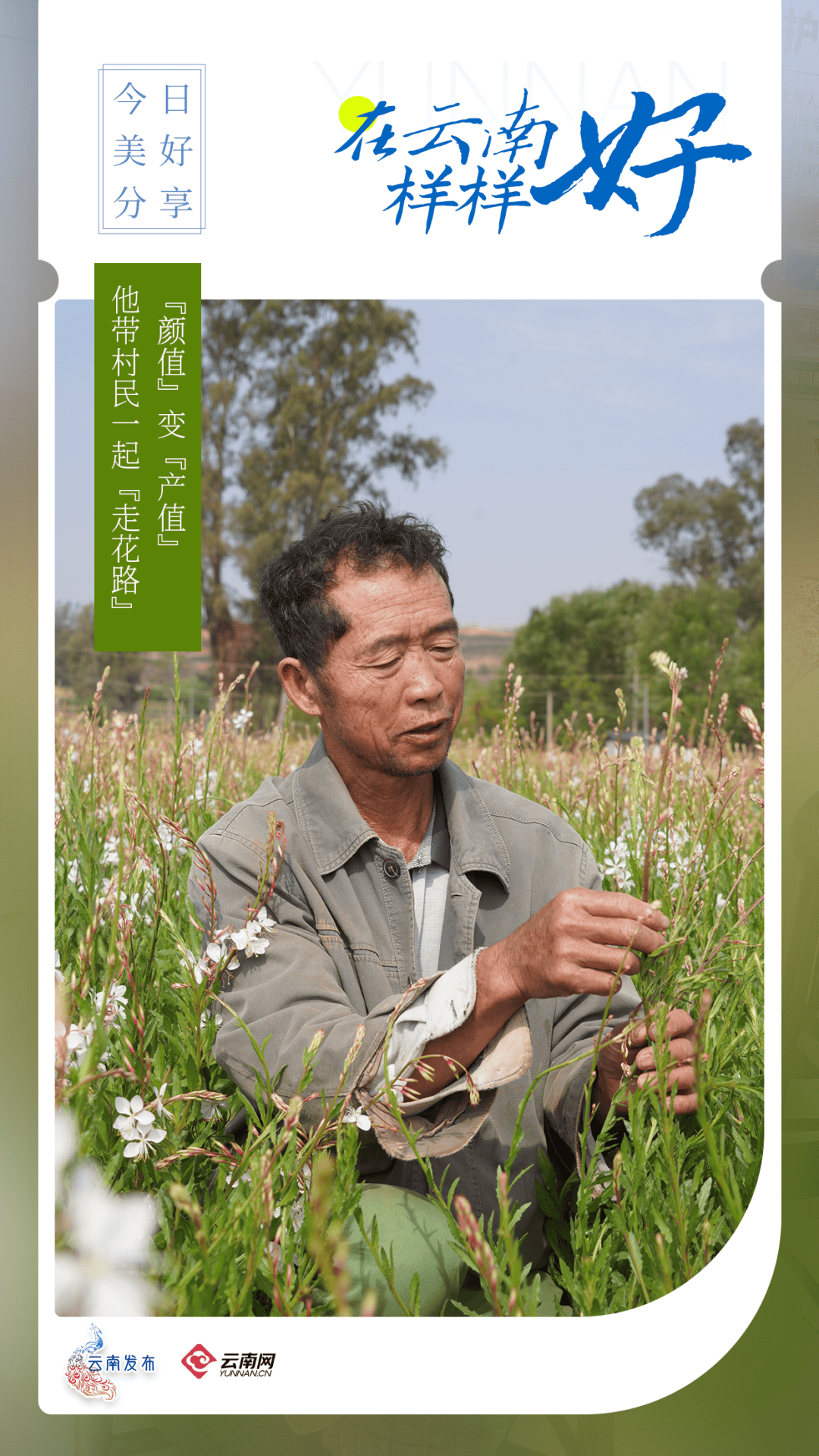 他带村民一起"走花路"_发展_永仁县_种植