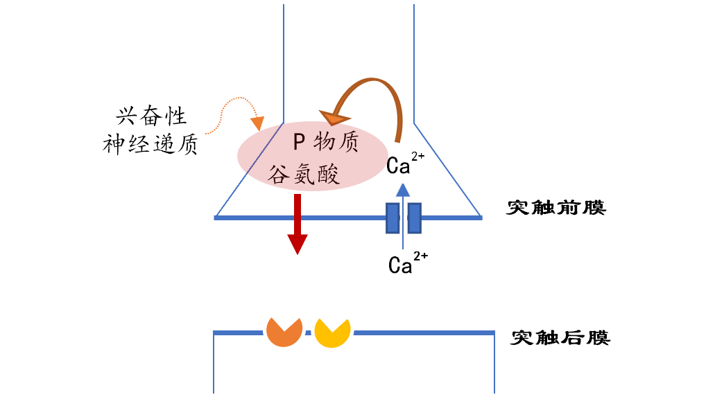 戈舍瑞林药理机制图片