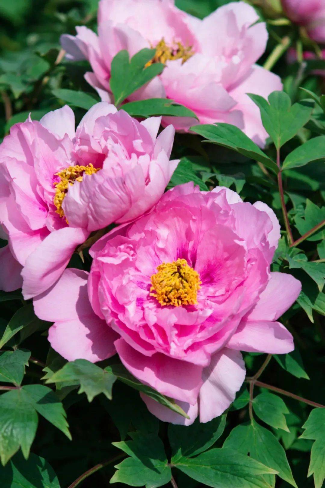 这是菏泽给的答案!_牡丹花_景区_品种