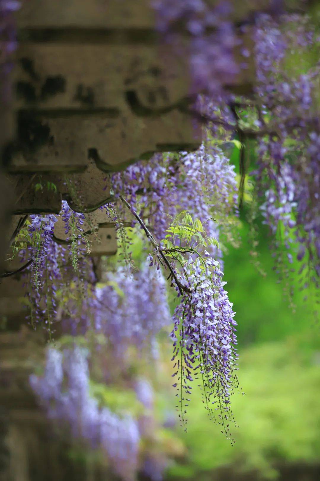 紫藤_紫金山_人间
