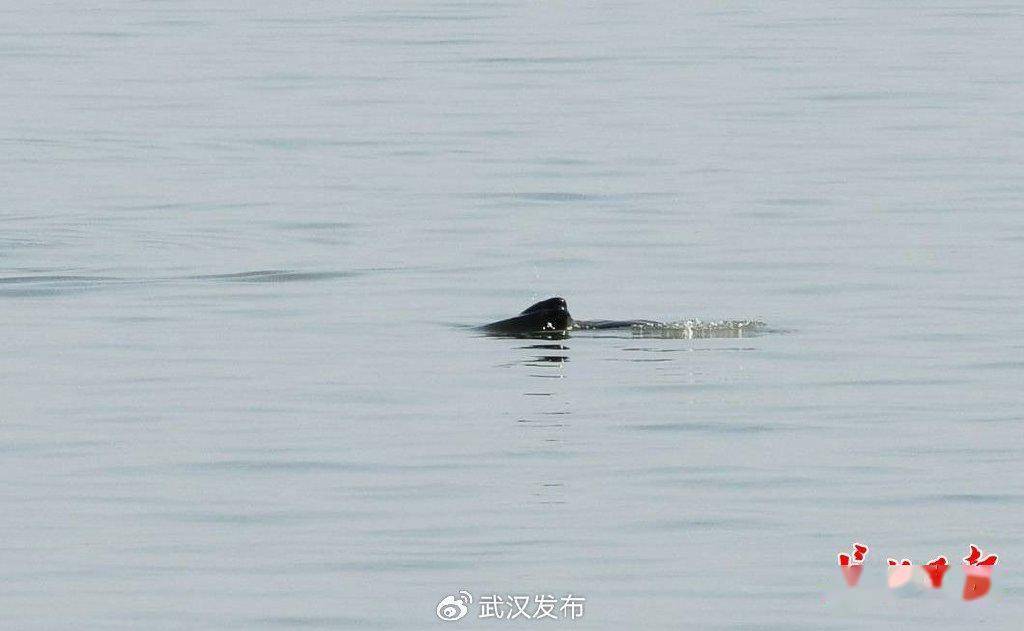 喜讯江豚湾再添三头小江豚