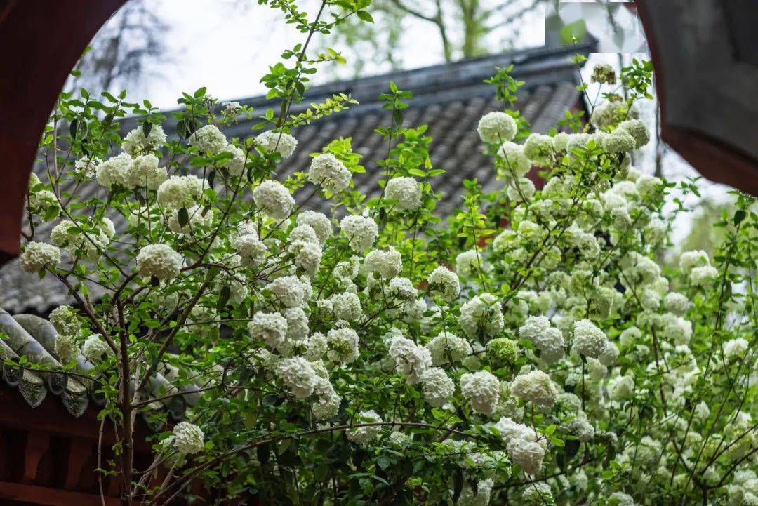 太仙了成都这些地方的木绣球开好啦
