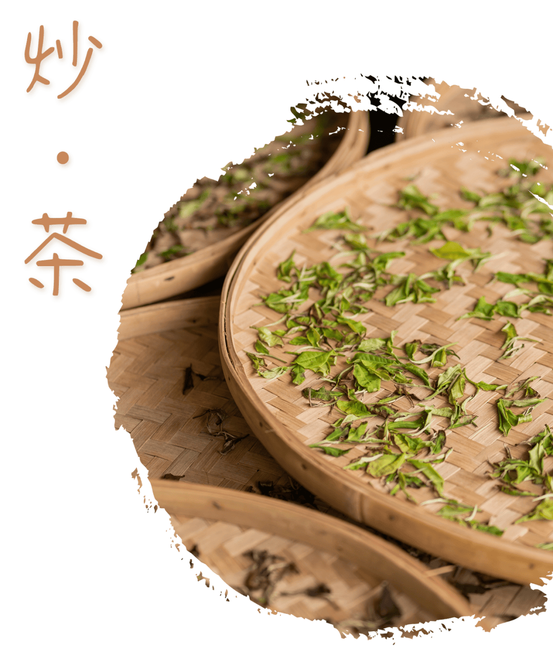 上春山采春茶快来品尝春天的味道