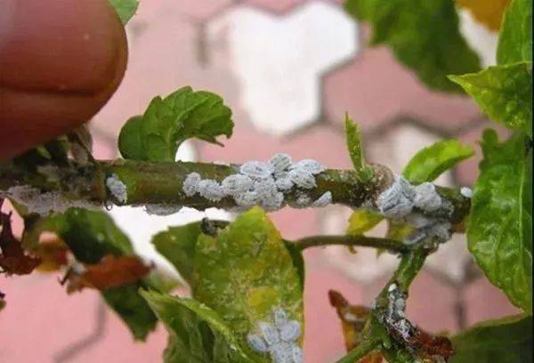 害虫打不掉一定有技巧10种高抗性害虫的用药防治方法
