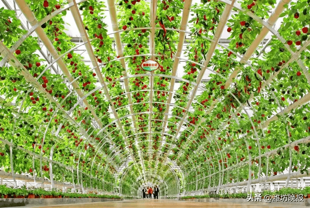 【更好潍坊】4月20日开幕,带你提前探馆→_蔬菜_博览会_展会