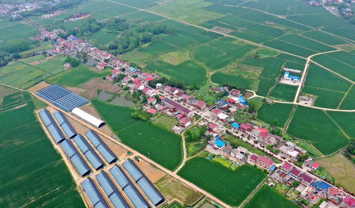 2024年4月14日,安徽省六安市裕安区苏埠镇大巷村,绿色麦田,蔬果大棚