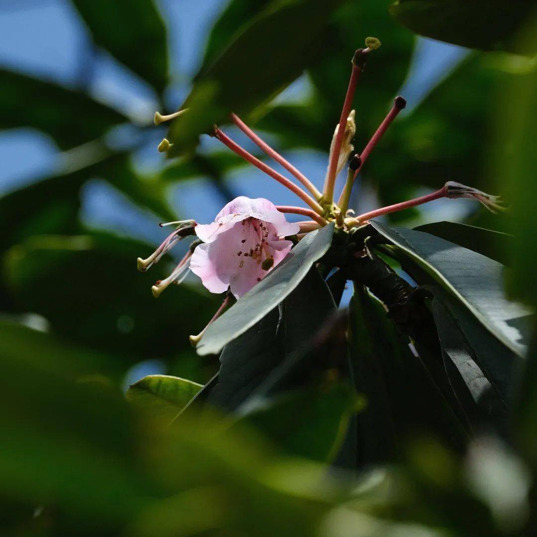 大招总是需要酝酿一下,峨眉山杜鹃赏花线路新鲜出炉!