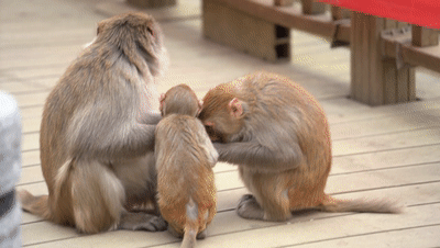 "猴"厉害的表情包 江苏花果山群猴出品_王姝姝_猴子_游客