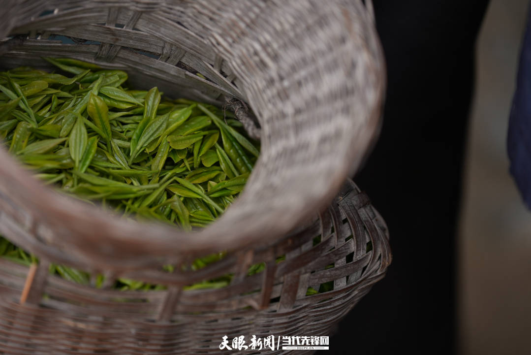 高质量发展蹲点采访台江排羊乡龙头带动吐芬芳