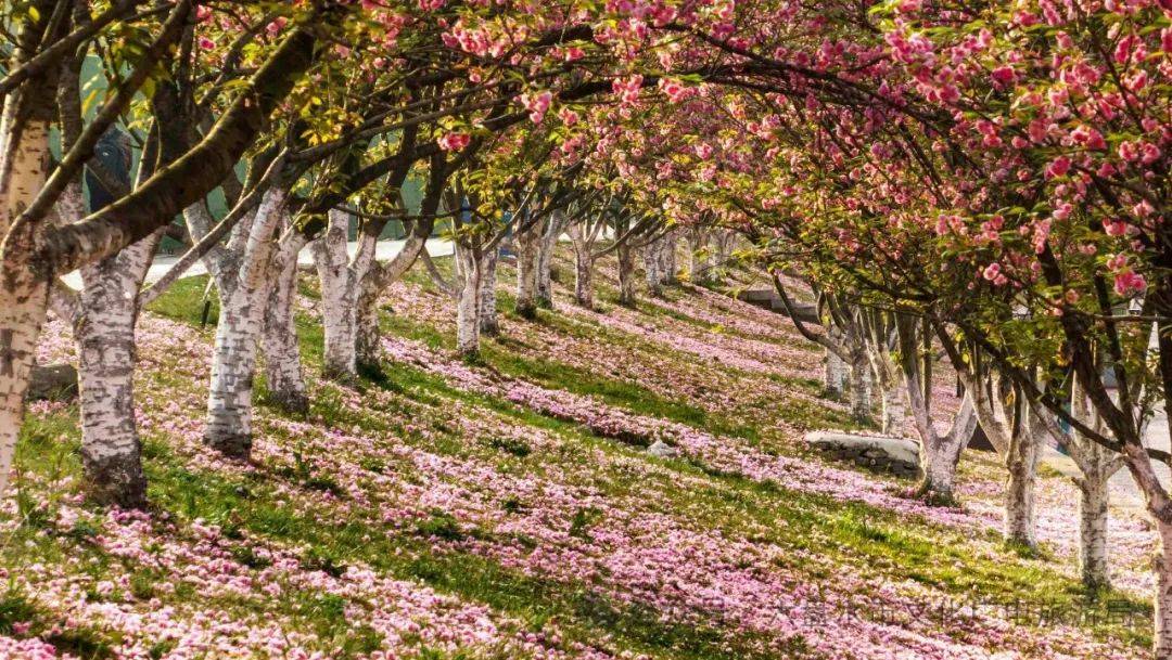 第二届浪漫樱花季醉美水城河影像赛作品选登图片集