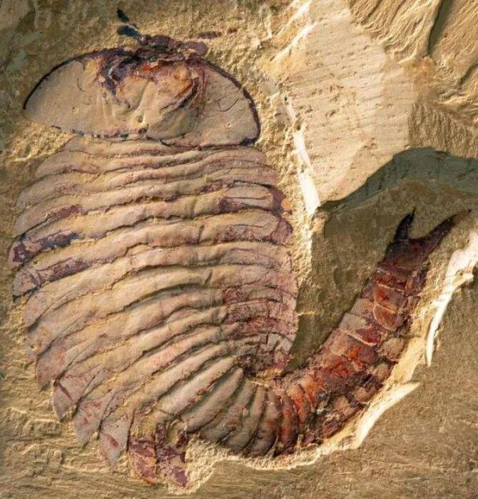 澄江5亿年前的古生物,在特种邮票上"复活"