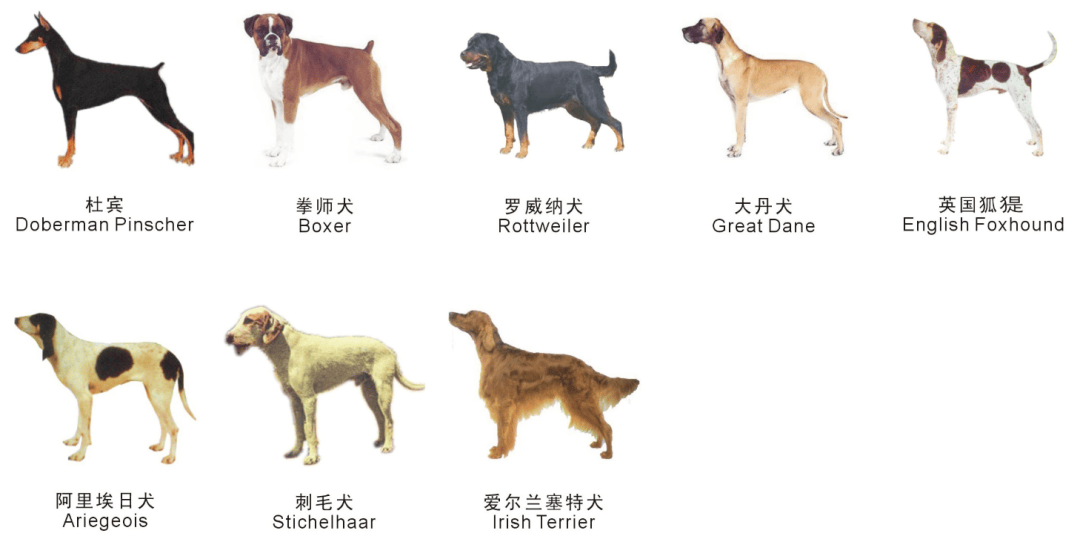 犬品种图片