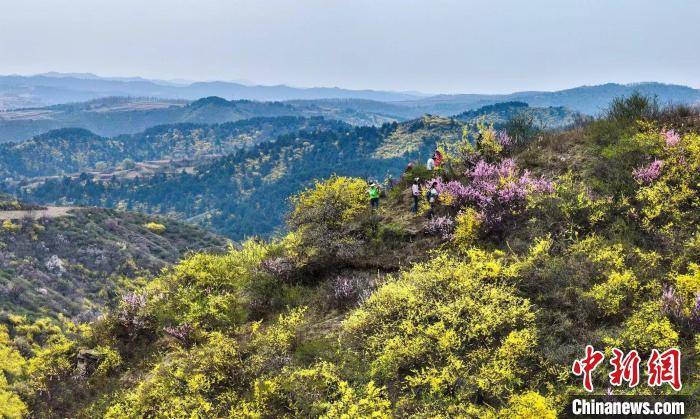 乡村行看振兴连翘花开满山金山西屯留连翘茶基地颜值变产值