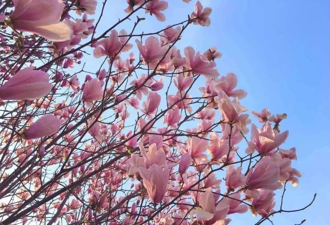 来许昌就这样玩鄢陵篇