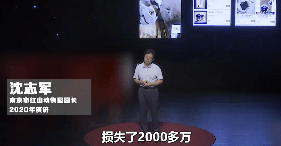 上海动物园大猩猩自虐事件爆了这个时代疯掉的到底是谁