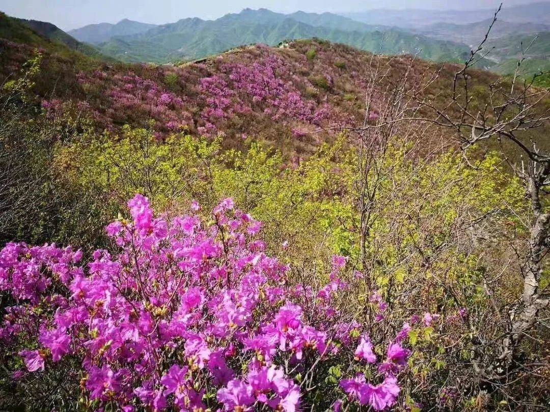杜鹃花开漫山野瓦房店老帽山美如画
