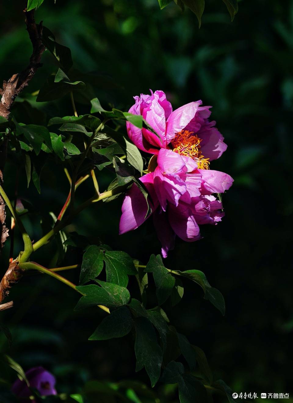 泉城公园牡丹园绽放的花朵为春天添色彩