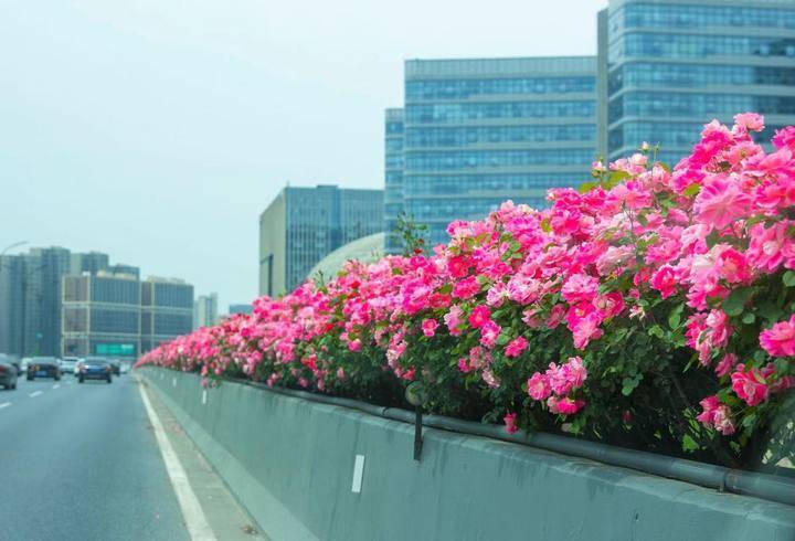 杭州高架月季4月20日到达盛花期,培育它们的秘密花园对外开放了