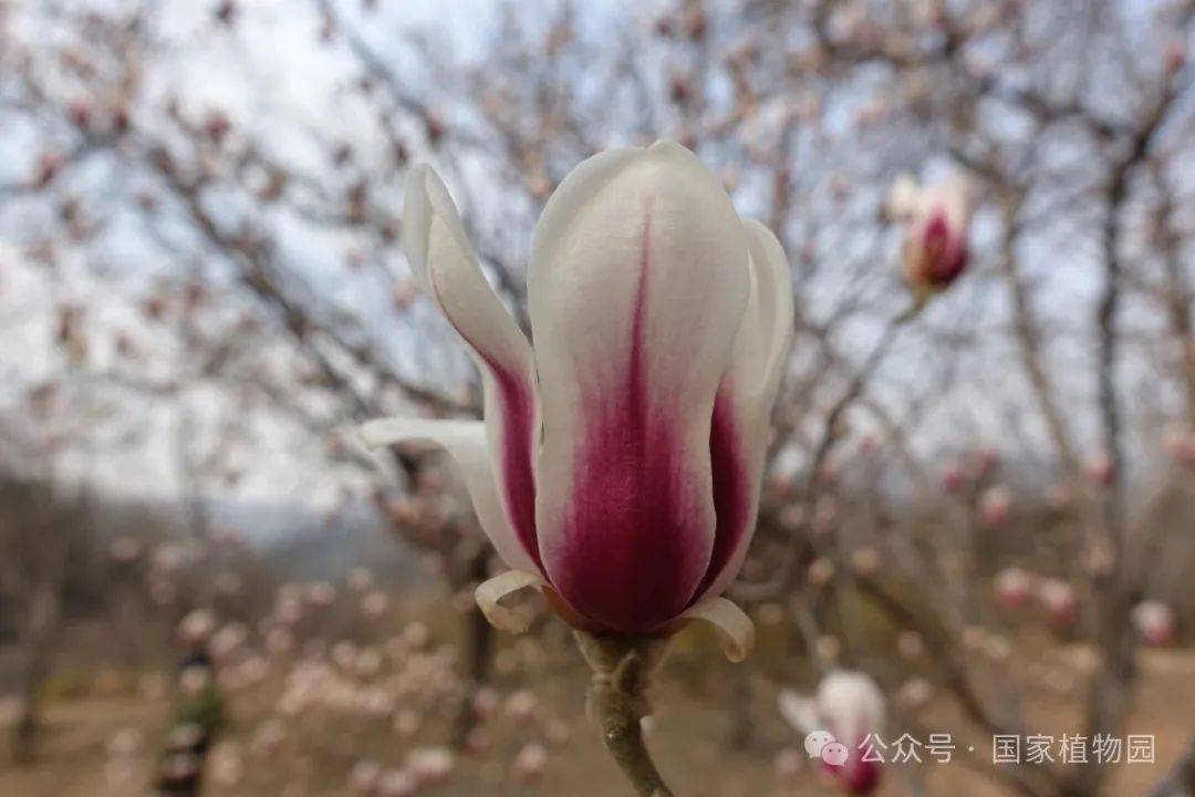 识花宝典来了快来考考你家孩子67