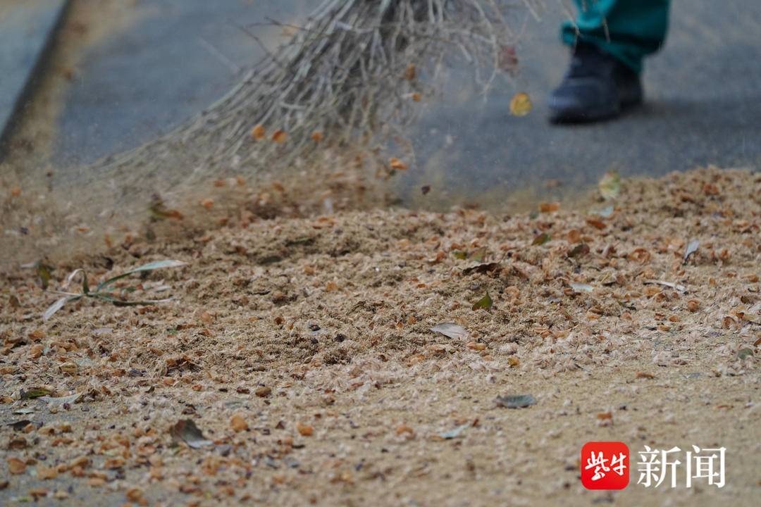 梧桐絮毛絮图片