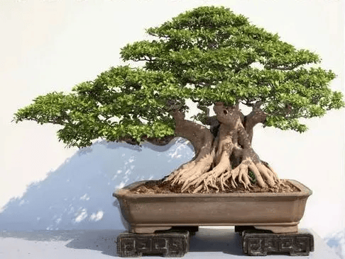 详细榕树盆景为什么掉叶子告诉你原因以及应对措施不是你想的那么简单
