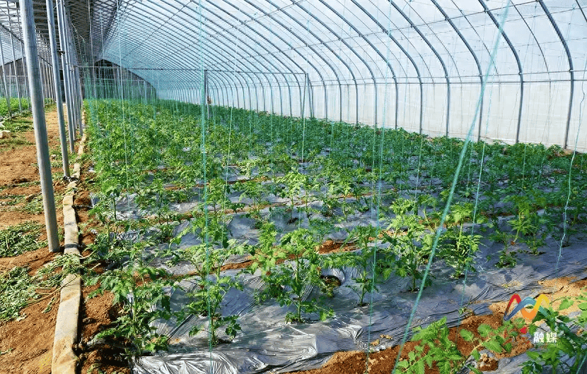 上党区:大棚里面看"春天"_农户_蔬菜_西红柿
