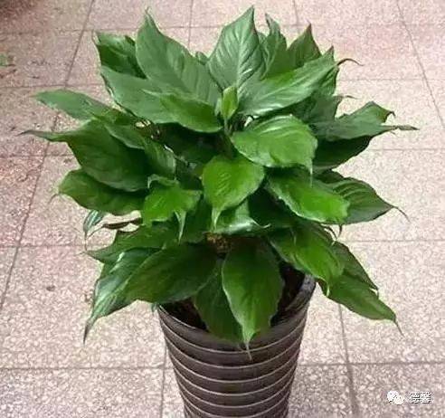 万年青又名亮丝草22属于阳性花卉,喜凉爽的特性,喜阳光充足;秋季凉爽