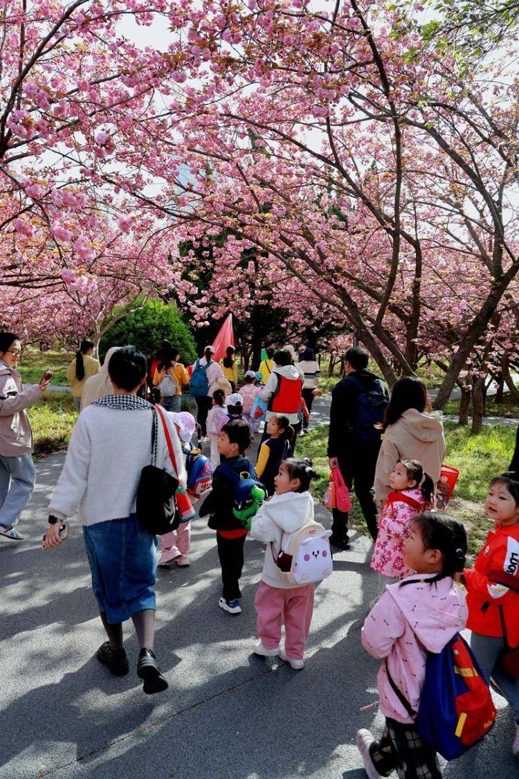 日照樱花节2021图片