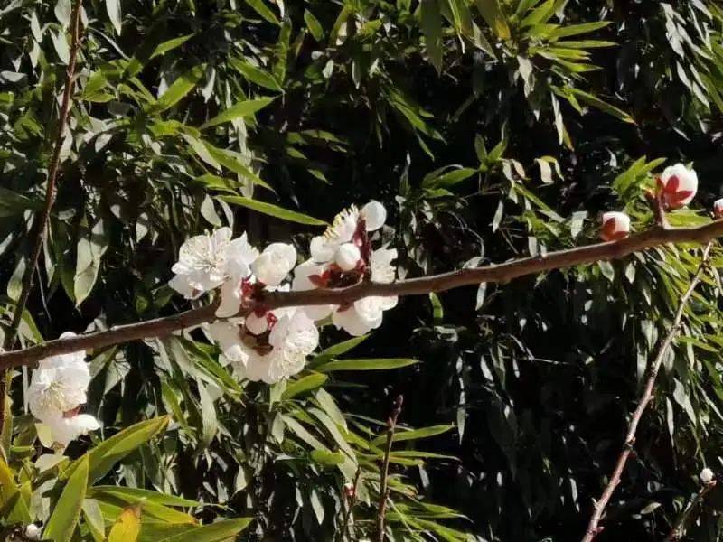 529班__刘轩浩529班--  齐思远523班__杨鑫淼在春日里相遇你嗅到第