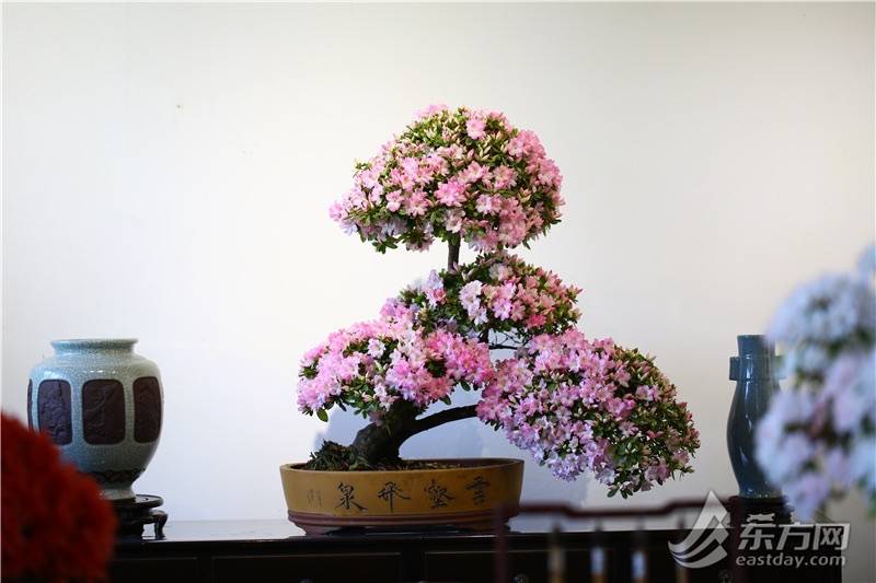 古猗园杜鹃盆景展开幕杜鹃盆景展现独特魅力