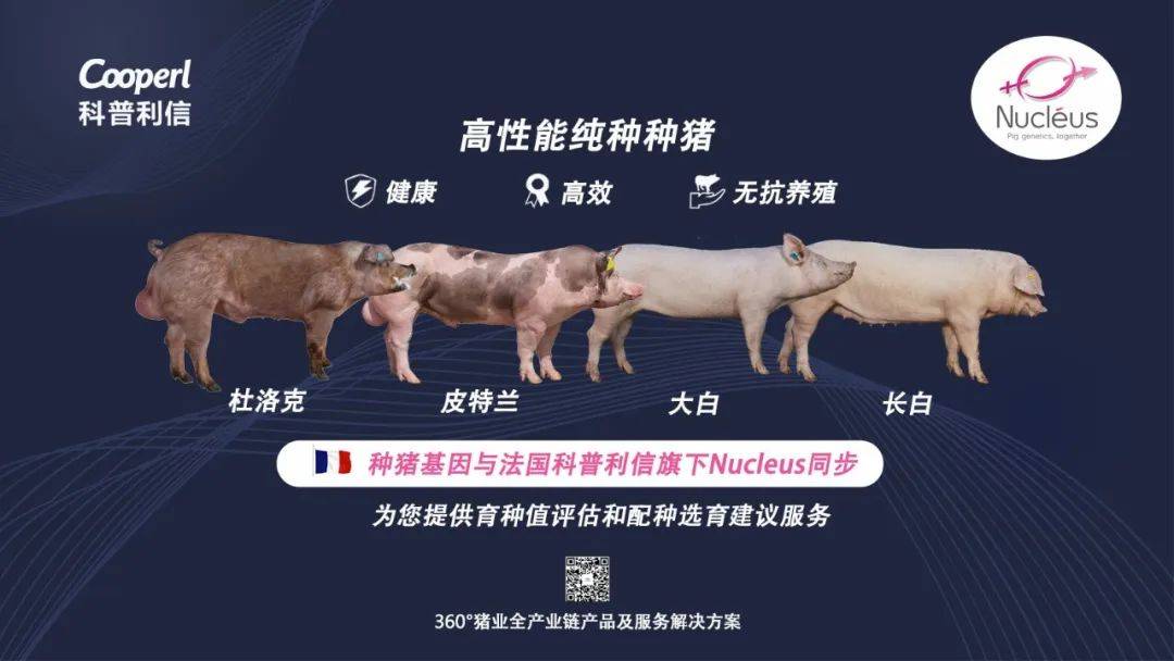 "科普利信"推荐阅读【猪场兽医】猪坏死杆菌病临床症状及防治