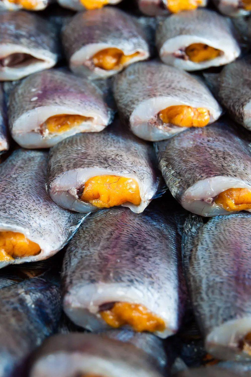 那些想让自己更美味的咸鱼们,会在人类的配合下,参悟出咸鱼哲学的第二