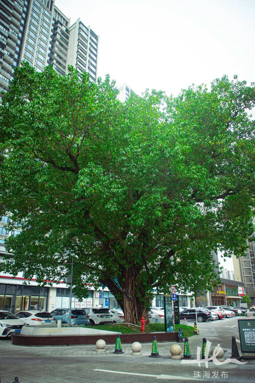 就在主城区!珠海这个千年古村像一条时光"画廊",藏着太多故事