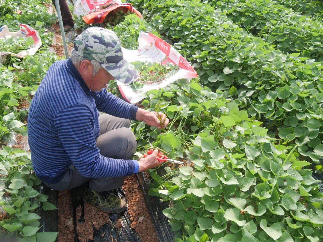 仪阳街道首批薯苗"出货"在即_肥城_红薯_工作