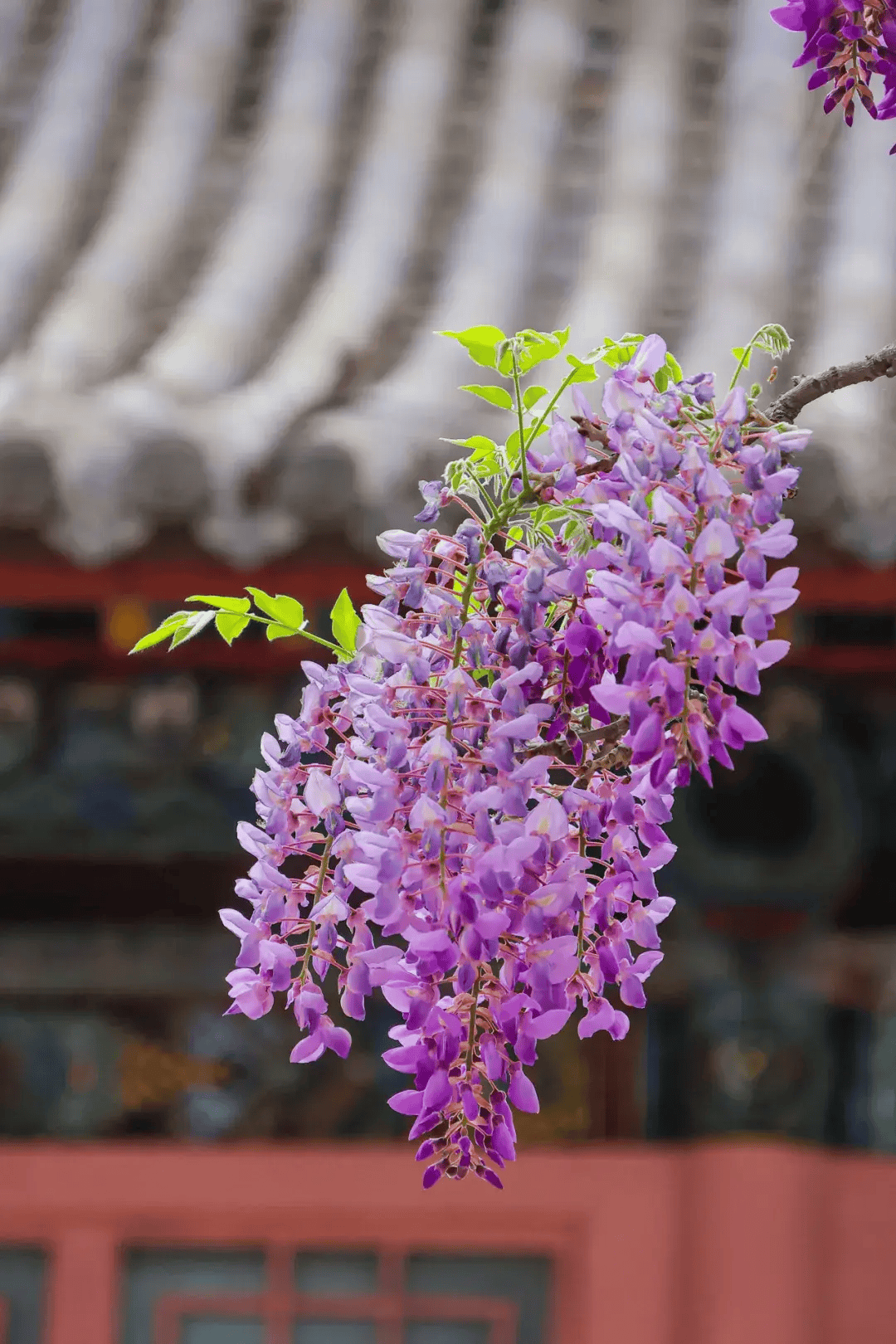 紫藤花介绍图片