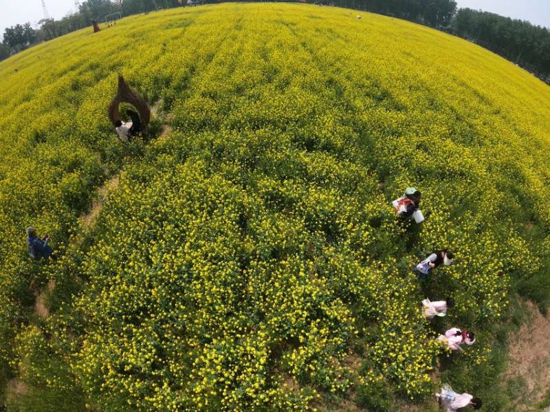 北京丰台区王佐镇二百亩油菜花海盛放_怪村_游客_太平鼓