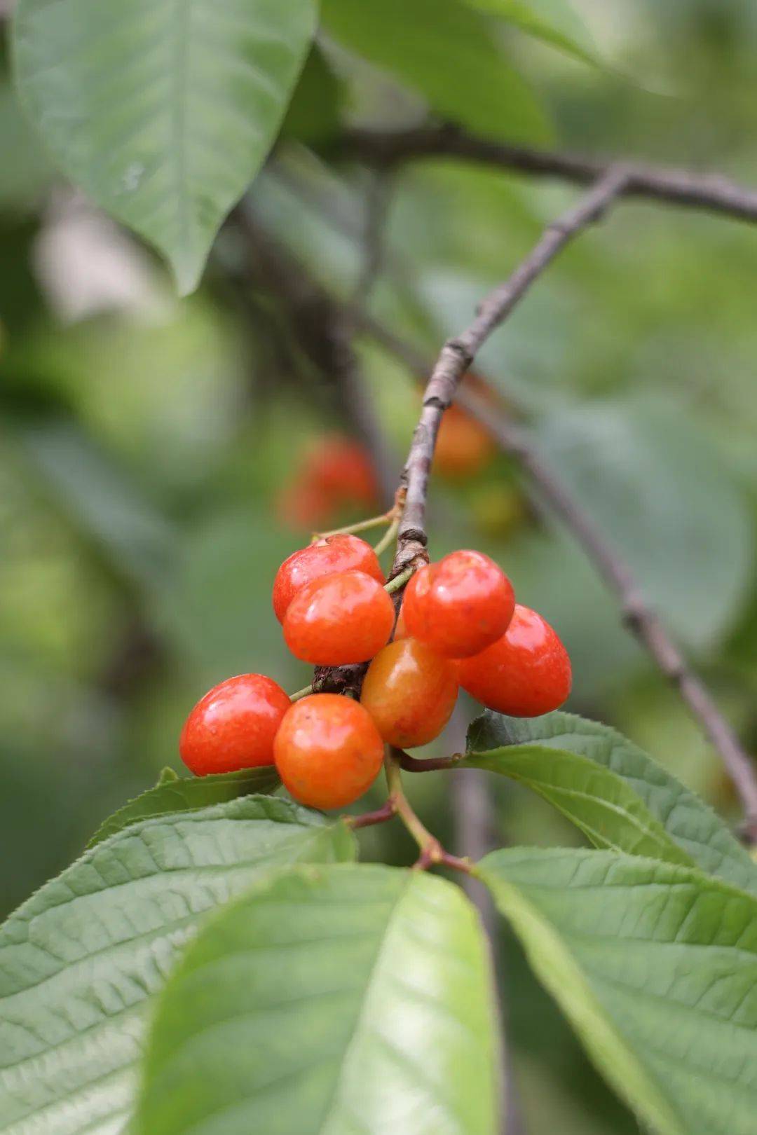 连续晴好天气,十堰人终于迎来吃樱桃的好时节