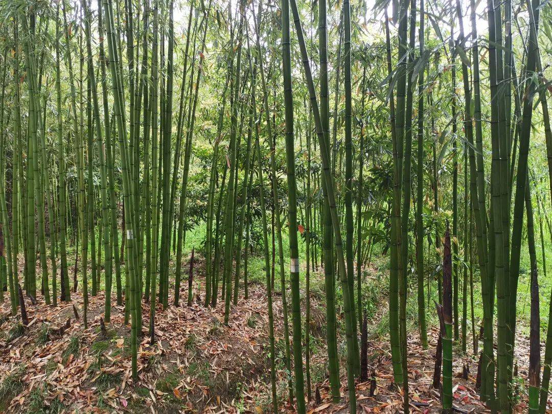 家门口就能打卡的绿色氧吧,快来青浦竹博园一起深呼吸