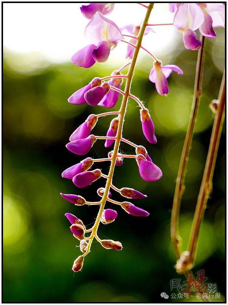 【图集】如梦如幻紫藤花_紫色_紫叶_花草