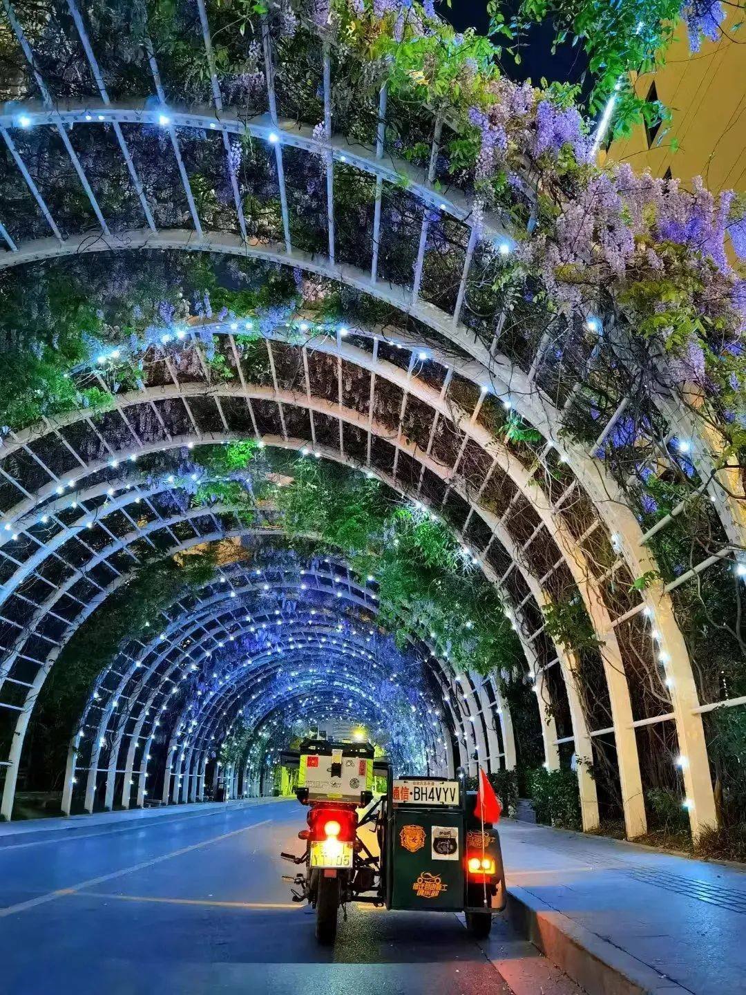 快来宿迁,走"花路"_城市_紫藤花园_摄影