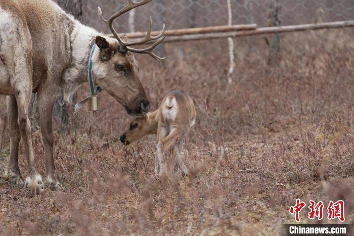 "中国最后一支使鹿部落"驯鹿种群数量预计突破1600头