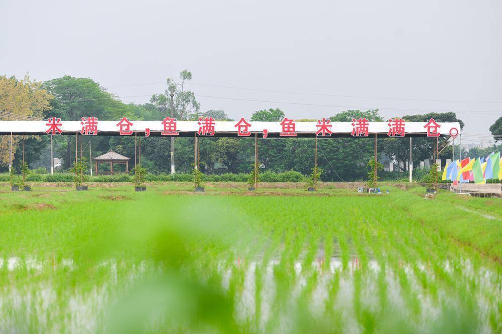 一水两用,稻鱼共赢,广州白云打造稻鱼共生示范基地